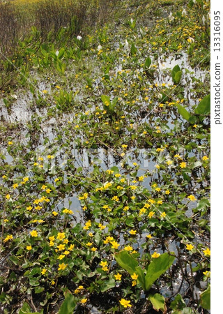 A community of "Ryukinka (Takeshima)" (Ozegara) 13316095