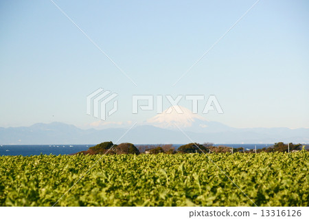 三浦蘿蔔田和富士山 13316126