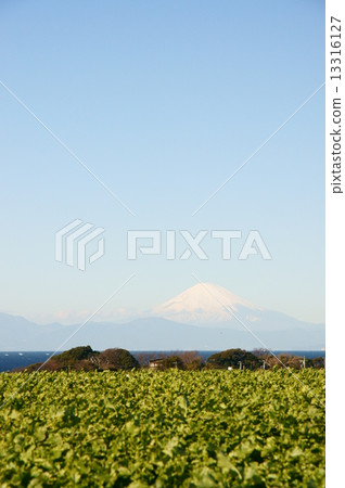 三浦蘿蔔田和富士山 13316127