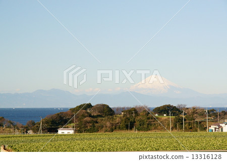 三浦蘿蔔田和富士山 13316128