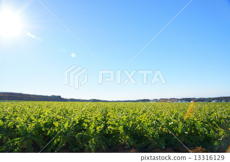 Maiura的地下室花園 13316129