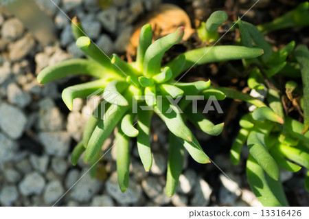 Kefalo film, Hidenori, Cranea family, South Africa 13316426