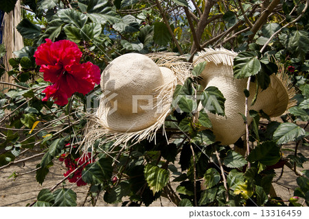 Special Display Of Straw Hats Special Display Of Straw Hats 13316459