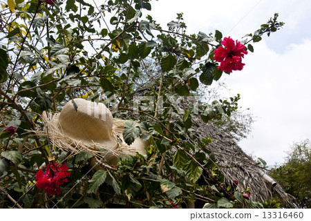 Special Display Of Straw Hats 13316460