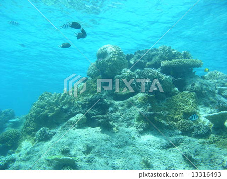 Coral reef approaching the water surface 13316493