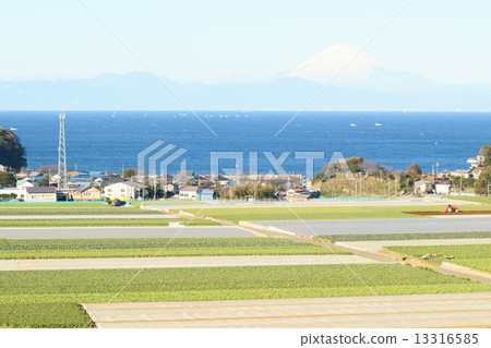 三浦蘿蔔田和富士山 13316585