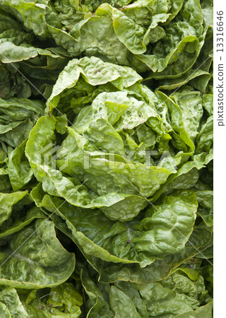 Leaf Vegetable - Lettuce Leaf Vegetable - Lettuce 13316646
