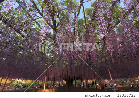 Wisteria trellis Wisteria trellis 13316722