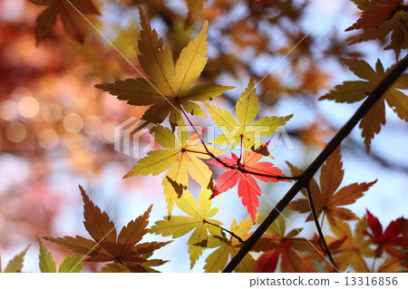 Looking up to the sky 13316856