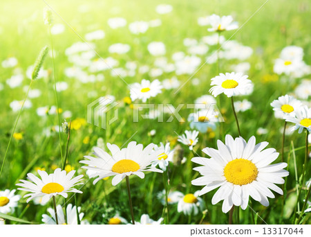 field of daisy flowers 13317044