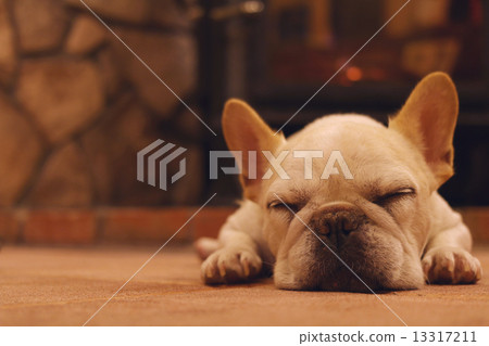 放鬆的法國鬥牛犬 放鬆的法國鬥牛犬 13317211