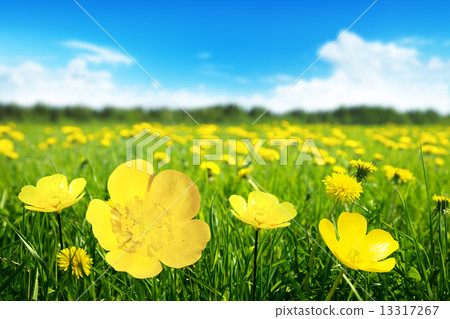 Field of spring flowers 13317267