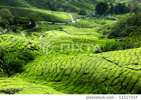 Tea plantation Cameron highlands, Malaysia 13317337