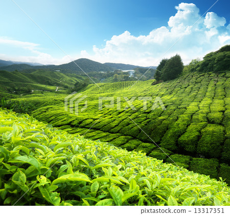 Tea plantation Cameron highlands, Malaysia 13317351