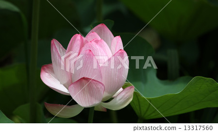 Oga lotus Oga lotus 13317560