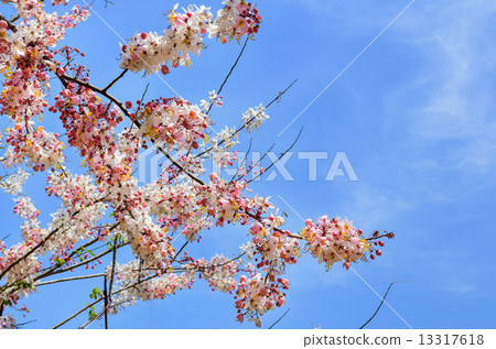 Pink flowering tree similar sakura 13317618