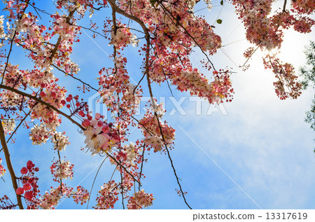 Pink flowering tree similar sakura Pink flowering tree similar sakura 13317619