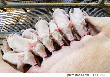 Newborn pig suckling Newborn pig suckling 13317620