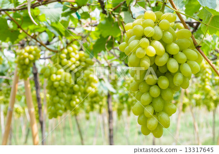 Green grapes in vineyard 13317645