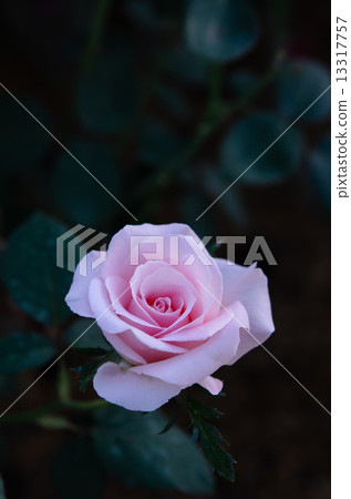 圖庫照片: pink rose