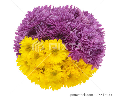 菊花 13318053
