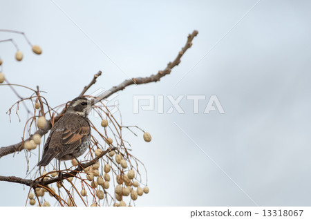 Thrush that sticks to the wooden tree 13318067