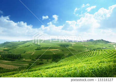 vineyards in Piedmont, Italy 13318127