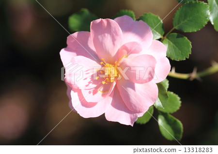 淡粉色玫瑰花·女王母親 13318283