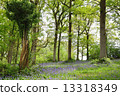 Blue Bell Forest 13318349