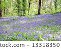 Blue Bell Forest 13318350