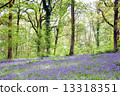 Blue Bell Forest 13318351