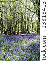 Blue Bell Forest 13318413