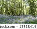 Blue Bell Forest 13318414