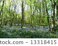 Blue Bell Forest 13318415