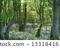 Blue Bell Forest 13318416