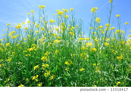 cole flower and blue sky cole flower and blue sky 13318417