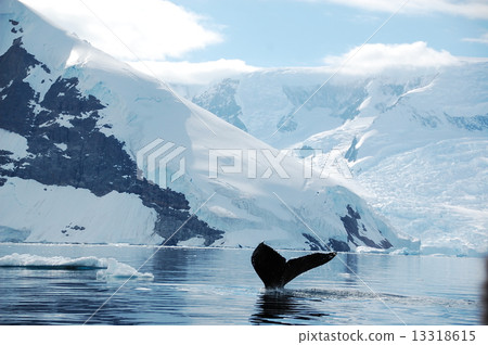 Iceberg and whale 13318615