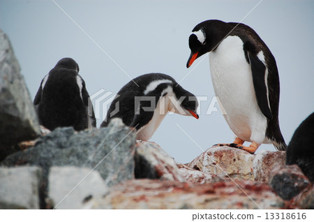 企鵝親子』 企鵝親子』 13318616