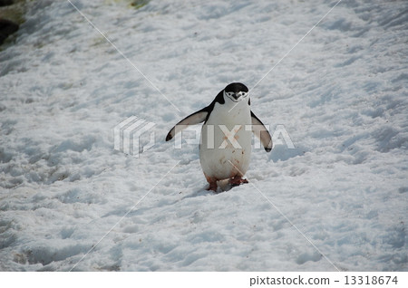 企鵝 13318674