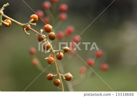 Natural plant Hexokazura, it seems to use this fruit juice for the care of your skin 13318688