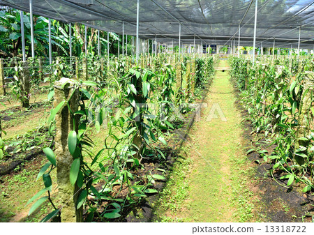 vanilla planifolia andrews in growth at garden 13318722
