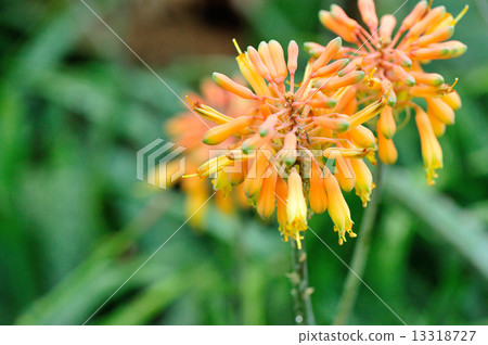 aloe plant grow at garden  13318727