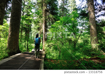woman tourist hiking in jiuzhaigou national park,china woman tourist hiking in jiuzhaigou national park,china 13318756