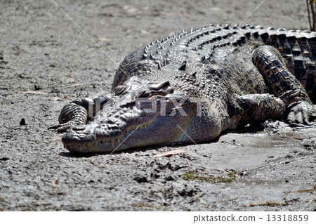 Crocodile 13318859