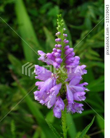 淡紫色的百合花很美 13319043