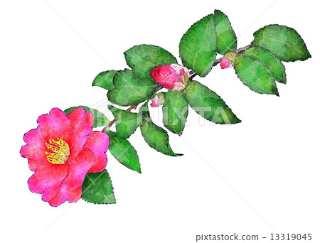 Sasanqua Sasanqua 13319045