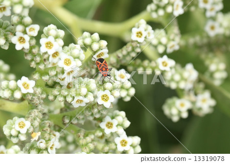 Nature creatures Plants Mompano flowers and bastards Madara Nagakamenna, found on the coast of Ishigaki-jima ② 13319078