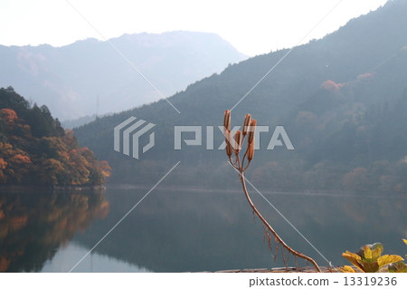 誘餌槍和金沙 誘餌槍和金沙 13319236