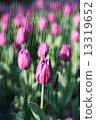 Double exposure of floral objects 13319652
