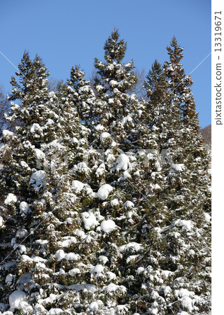 白雪皚皚的冰冰 白雪皚皚的冰冰 13319671